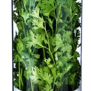 xxl herb keeper – glass storage container for cilantro, mint, parsley & asparagus | keeps greens fresh 2–3 weeks